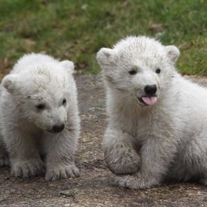 Meet your Posher, Tracina